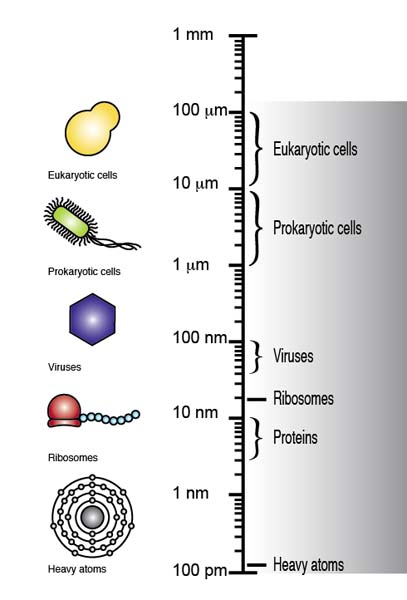 Relative scale from atoms to macromolecules to cells.