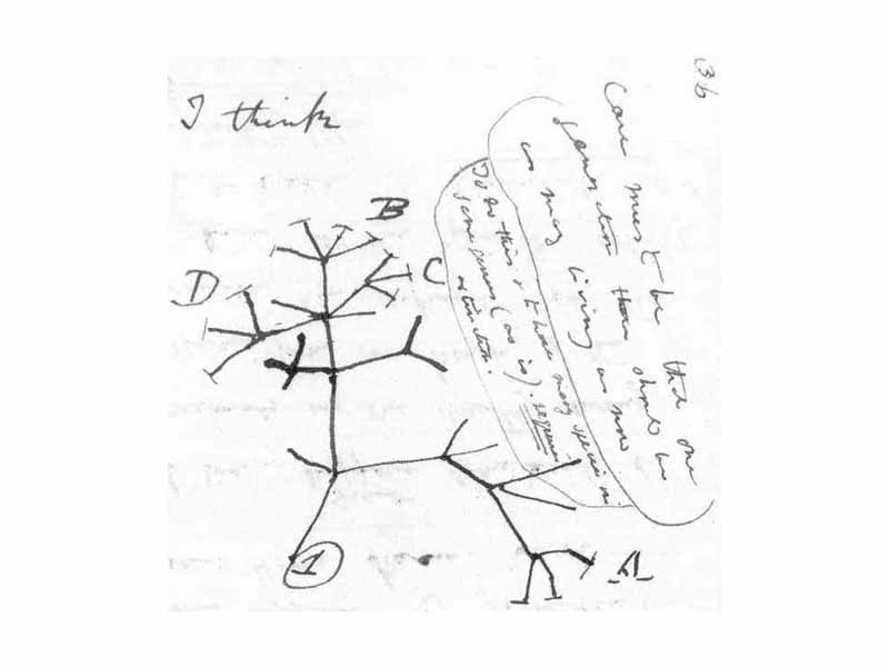 Charles Darwin's first sketch of an evolutionary tree from his First Notebook on Transmutation of Species (1837)