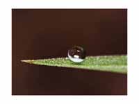Water beading on a leaf