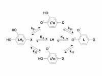 Denoting L-Dopa as LH2, the following diagram shows all the species that may be formed (X=CH2CH(NH2)CO2H)