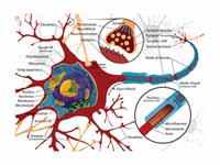 Nervous System