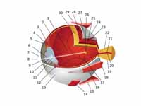 Sensory Systems