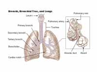 Respiratory System