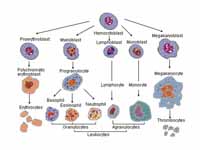 Immune System