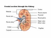 Urinary System