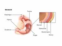 Digestive System